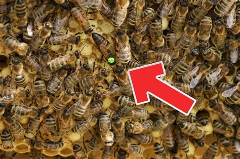 Queen Bees: Ein süßer und gleichzeitig herber Blick auf das Alter